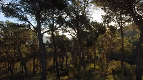 Sun shining through trees in forest Stock Footage 121876328