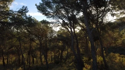 Sun shining through trees in forest Stock Footage 121876331
