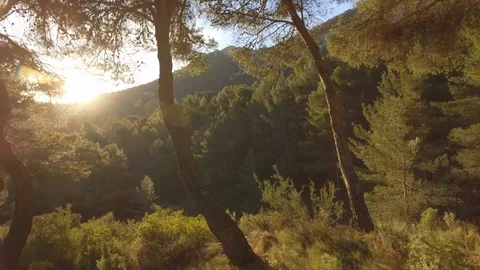 Sun shining through trees in forest Stock Footage 121876400