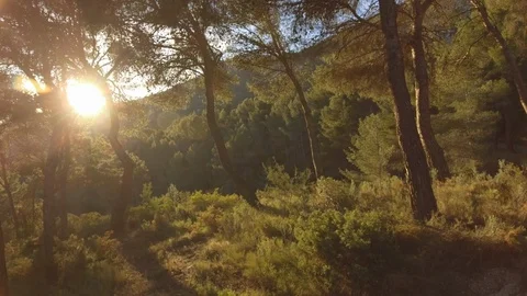 Sun shining through trees in forest Stock Footage 121876420