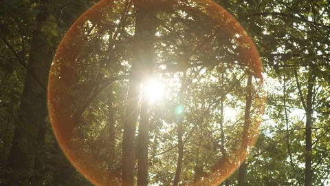 Sun Shining through Trees in the Forest / Lense Flare Видео 129332477