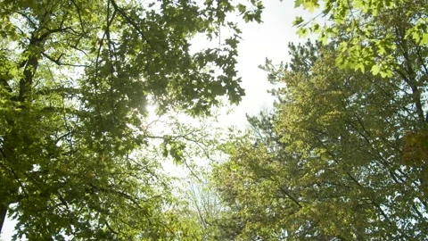 Sun Shining through Trees in the Forest / Nature, Lense Flare  Vídeos de archivo 132866230
