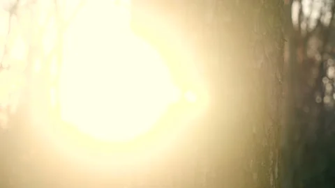 The sun is shining through the trees in the forest Stock Footage 236852426