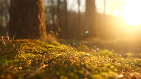 The sun is shining through the trees in the forest Stock Footage 236852591