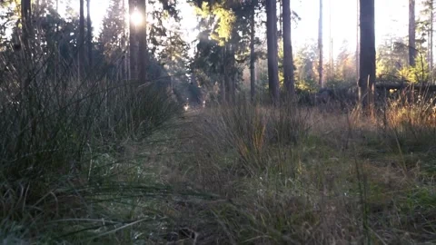 Sun shining through trees in forest clearing Stock Footage 289663402