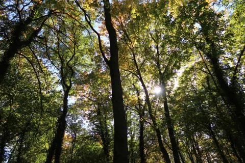 Sun shining through trees in forest 库存照片
