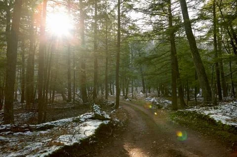 Sun shining through trees in forest Foto stock