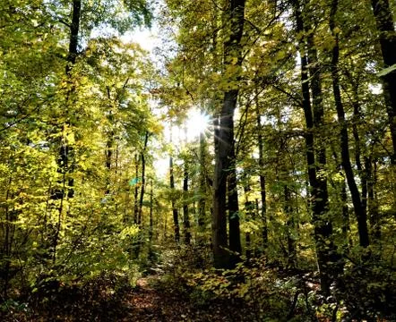 Sun shining through trees in the forest Stock Photos