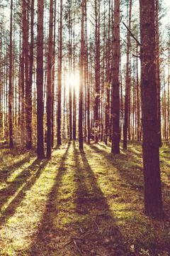 Sun shining through trees in the forest, sun rays, pine trees, grass, vertica Fotos Stock