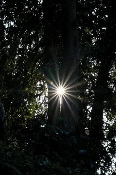 Sun shining through the trees in the forest. Batumi botanical garden. Foto stock