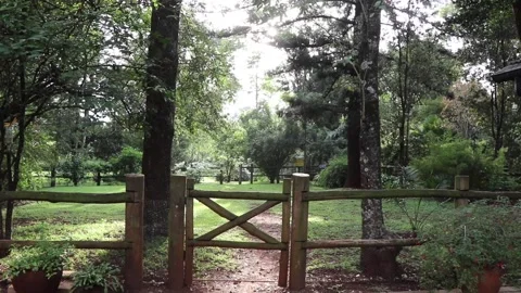 Sun shining through trees in garden Stock Footage 170893710