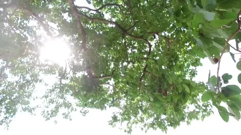 Sun shining through the trees in Hua Hin, Thailand Stock Footage 130699688
