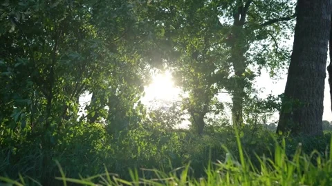Sun shining through trees illuminating the forest landscape on a sunny day Stock Footage 310230210