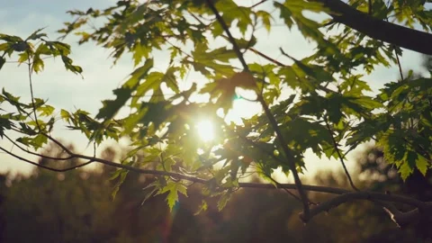 Sun shining through trees leaves  Sun shining through trees leaves. Bright sunny Video stock 133395718