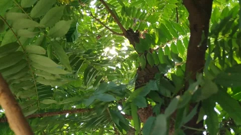 Sun shining through trees leaves Stock Footage 242488781