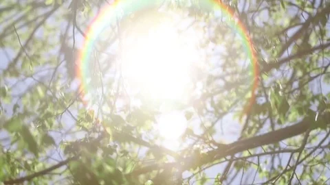 Sun Shining Through Trees Lens Flare Stock Footage 75903075