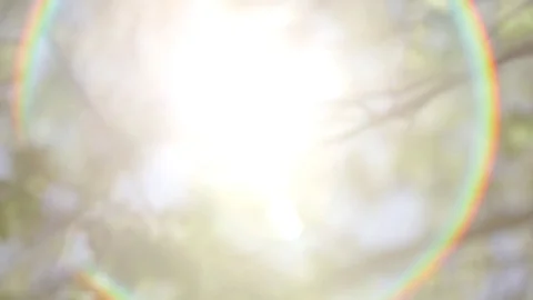 Sun Shining Through Trees Lens Flare Stock Footage 75903225