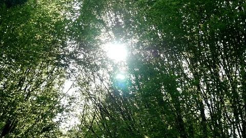 Sun shining through the trees with lens flare Stock Footage 106990197