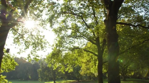 Sun shining through the Trees / Lense Flare  Vídeo Stock 145000299