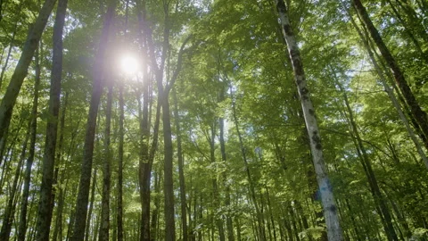 Sun Shining Through Trees in Lush Forest lens flare Stock Footage 247519145