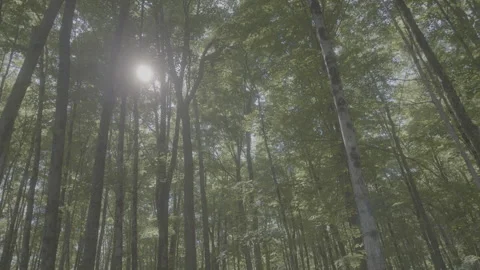 Sun Shining Through Trees in Lush Forest with lens flare log 6k Stock Footage 247650248