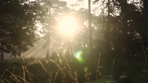 Sun shining through trees in misty forest Stock Footage 293082627