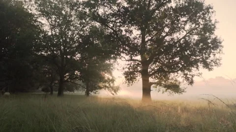 Sun shining through trees in misty field Stock Footage 293082653