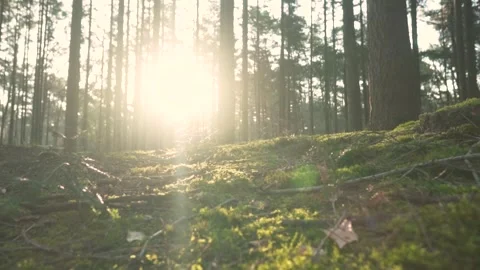 Sun shining through trees onto a mossy forest floor Stock Footage 293082191
