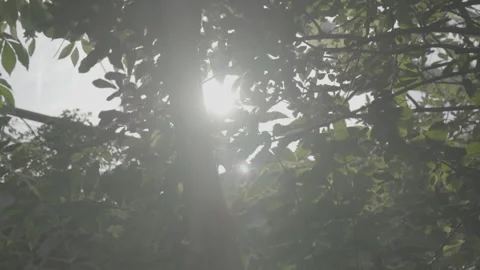 Sun Shining Through The Trees - No LUT Version Stock Footage 221829356