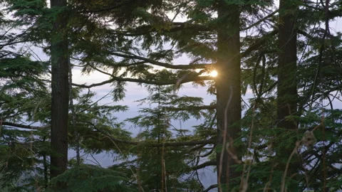 Sun Shining through the Trees Outdoors Stock Footage 144208165