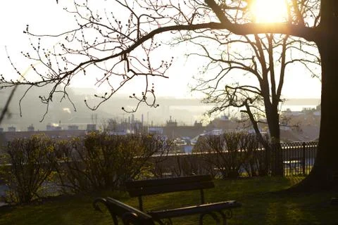 The sun shining through the trees in the park Stock Photos