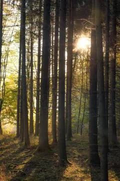 Sun shining through trees Foto stock
