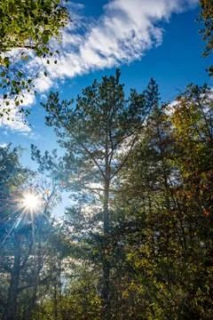 Sun shining through the trees Stock Photos