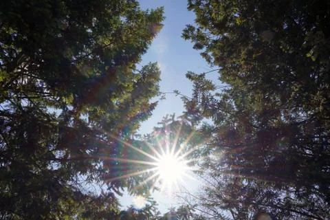 Sun shining through trees Stock Photos
