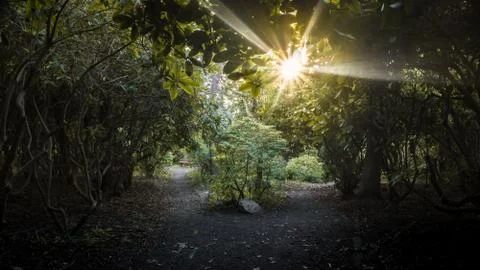 Sun is shining through the trees Stock Photos