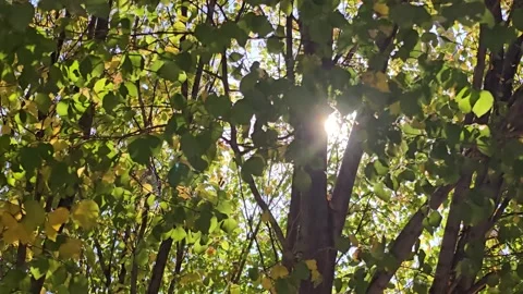 Sun Shining Through Trees Plants Stock Footage Stock Footage 321660656