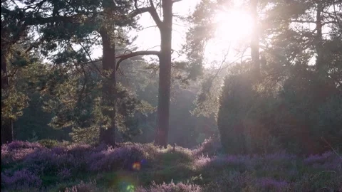 Sun shining through trees in purple flower field Video stock 315339594