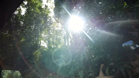 Sun Shining through trees in Rainforest Stock Footage 118547102
