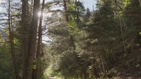 Sun Shining through trees to reveal a hiking trail. Stock Footage 204869789