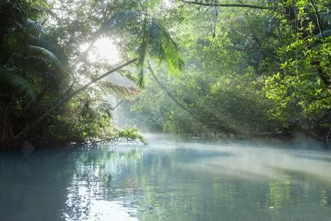 Sun shining through trees on river, Orinoco River, Orinoco Delta, Venezuela Stock Photos