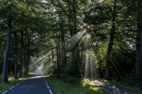 The sun is shining through the trees on the road in the Netherlands. Stock Photos