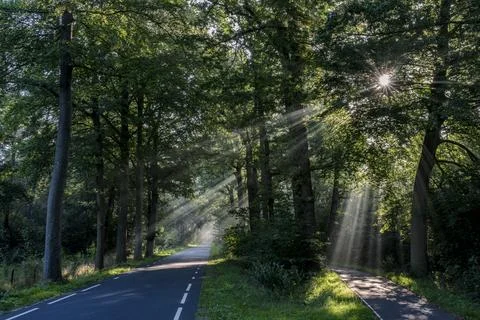 The sun is shining through the trees on the road in the Netherlands. Stock Photos