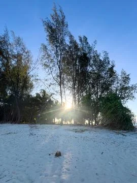 Sun Shining Through Trees on Sandy Beach Фото