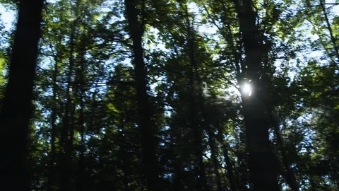 Sun shining through trees, shot from a moving car Stock Footage 130144775