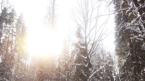 The sun is shining through the trees in a snowy forest Vidéo 265019200