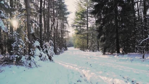 Sun shining through trees on snowy path in forest Stock-Footage 292924682