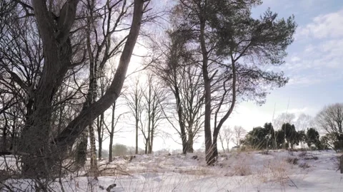 Sun shining through trees in snowy landscape Video stock 293082003