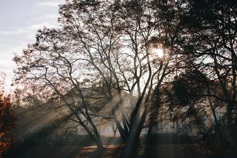 Sun shining through trees with sunrays visible in foggy forest Stock Photos