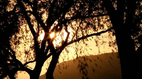 Sun shining through trees at sunset Video stock 11041236
