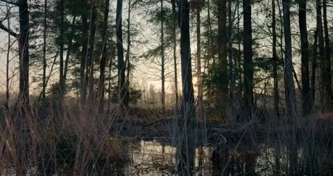 Sun shining through trees in swamp at sunset Video stock 293943463